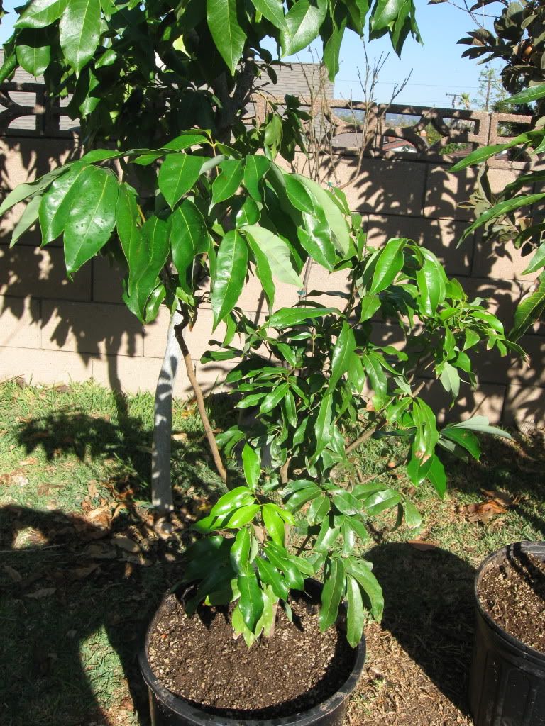 Air+Layering+Mango+Trees Air Layering Mango Trees http://canopee-beaute.fr/admin/how-to-grow-a ...