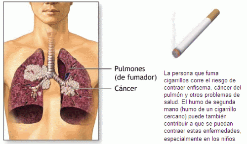 componentes del cigarrillo. del tabaco Componentes Por