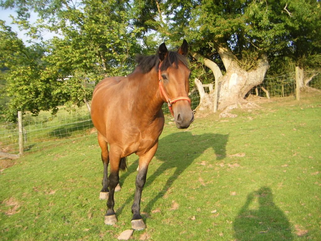 got-my-new-horse-cleveland-bay