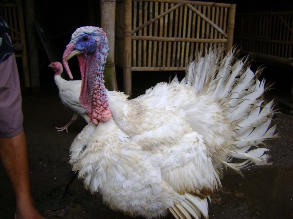 jual bibit ayam kalkun kaskus archive jual bibit ayam kalkun kaskus archive