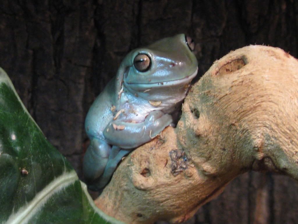 blue dumpy frog