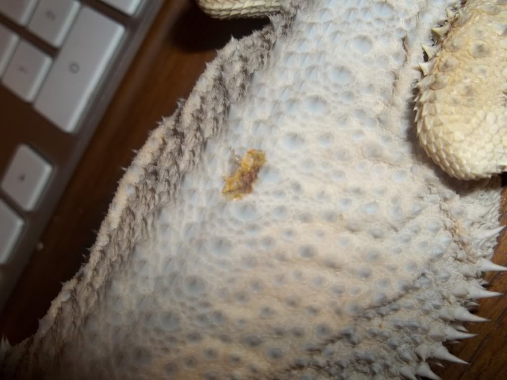Locust bite on Elmina Reptile Forums