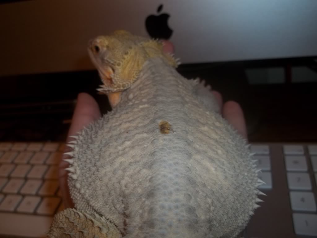 Locust bite on Elmina Reptile Forums