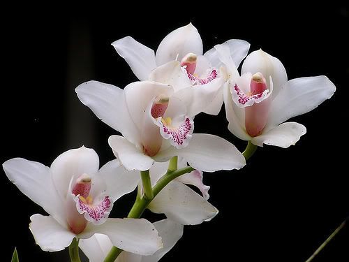 oRCHIDs Pictures, Images and Photos