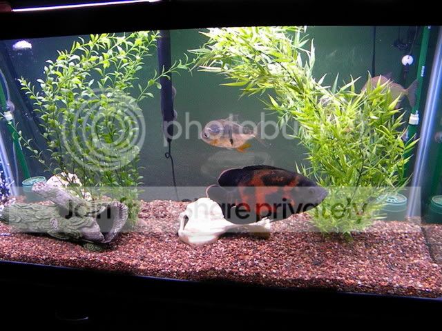 Cichlid-Forum adopted a 9in oscar no cycled tank need help