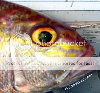 FISHWRECKAPEDIA | Fishing - Fishwrecked.com - Fishing WA. Fishing ...